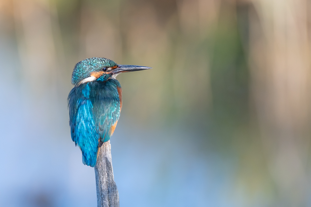 DSC_3604.jpg