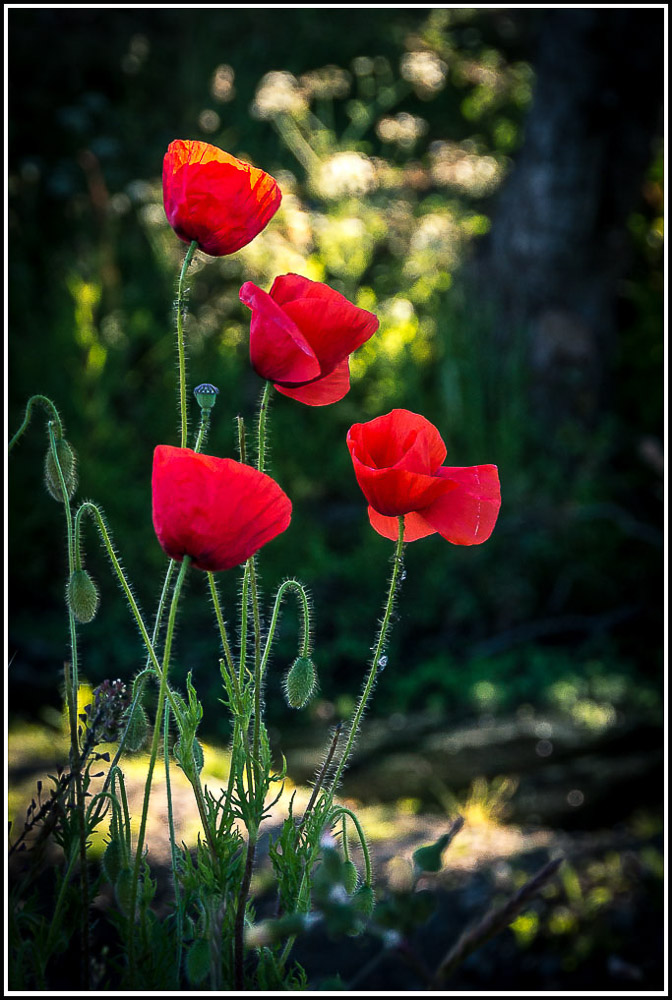 DSC_4326-3-3.jpg