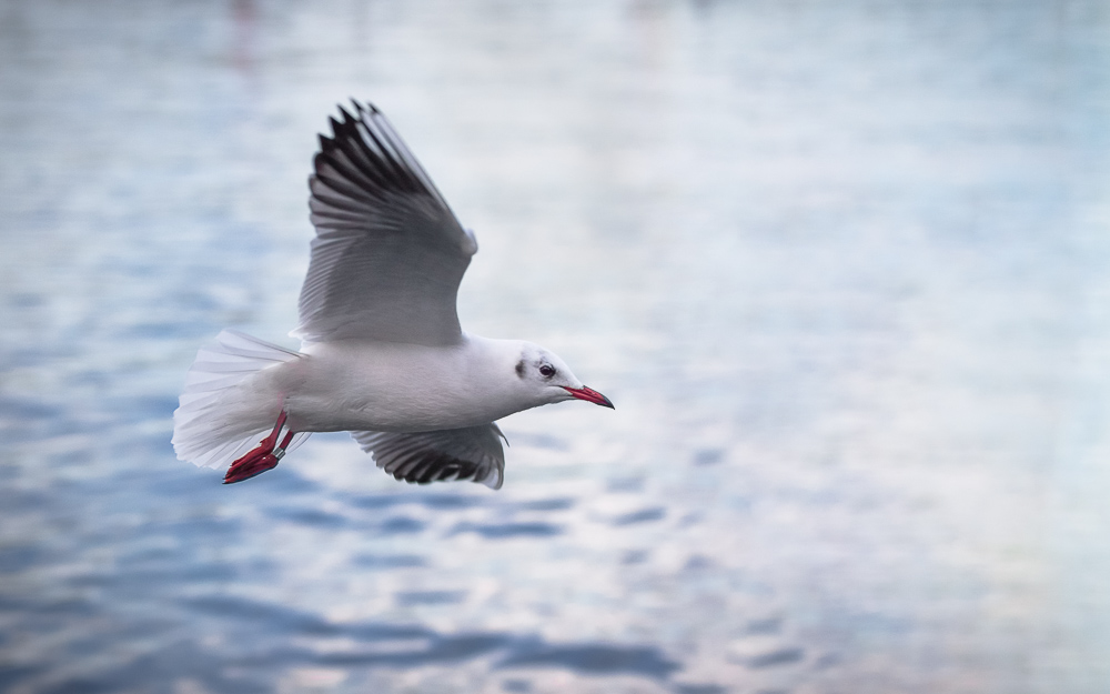 Geneve - oiseau en vol.jpg
