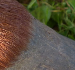 P1030887 (2) - Copie.JPG