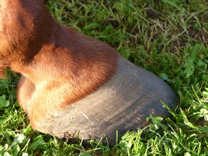 P1030887 - Copie.JPG