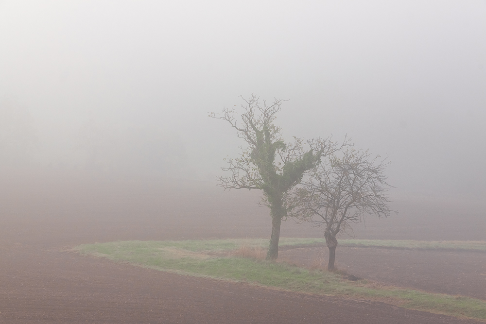 Brume9.jpg