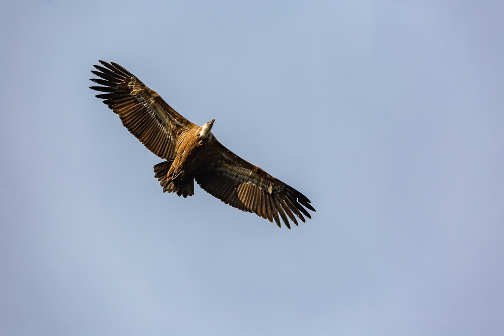 5D3_0231.jpg