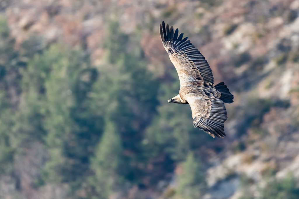 5D3_0238.jpg