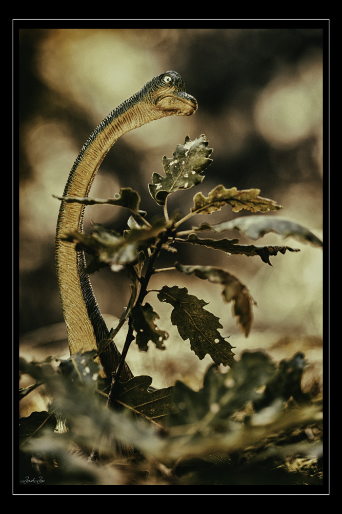 _MG_3388-Modifier.jpg