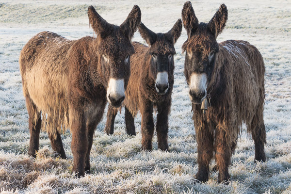 trio oui oui anes ok-2.JPG