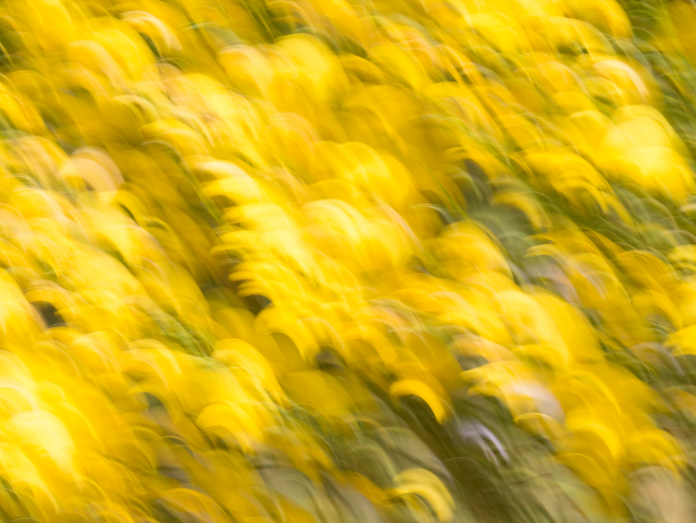 _1050736.jpg