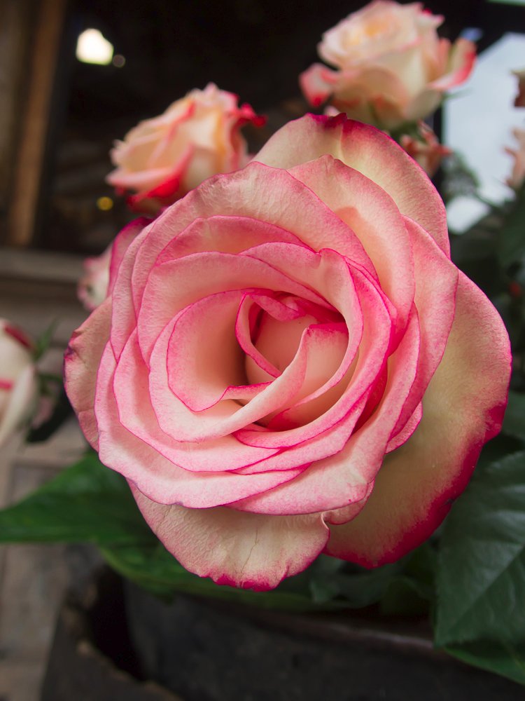 P1020584-2.jpg