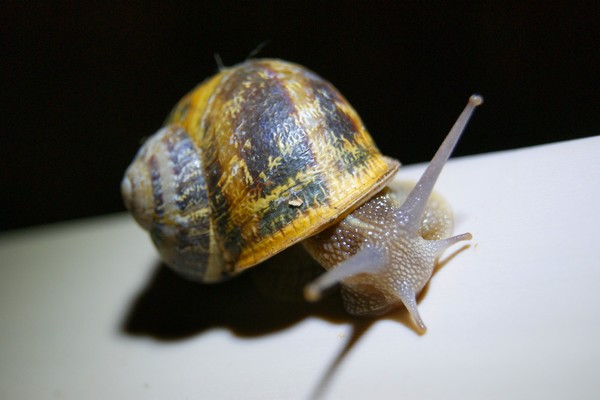 un escargot.jpg