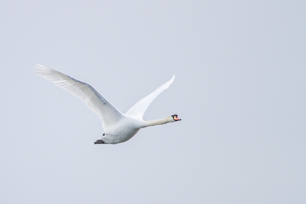 25032019-IMG_4297.jpg