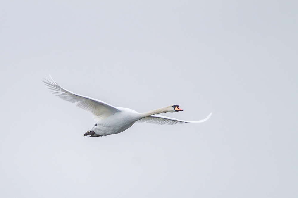 25032019-IMG_4299.jpg