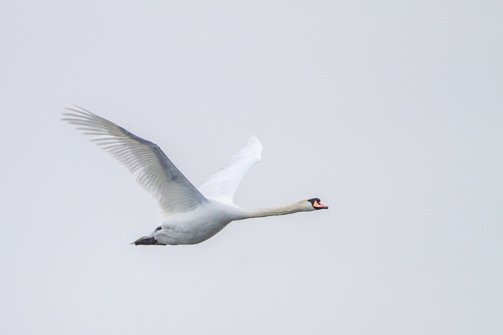 25032019-IMG_4300.jpg