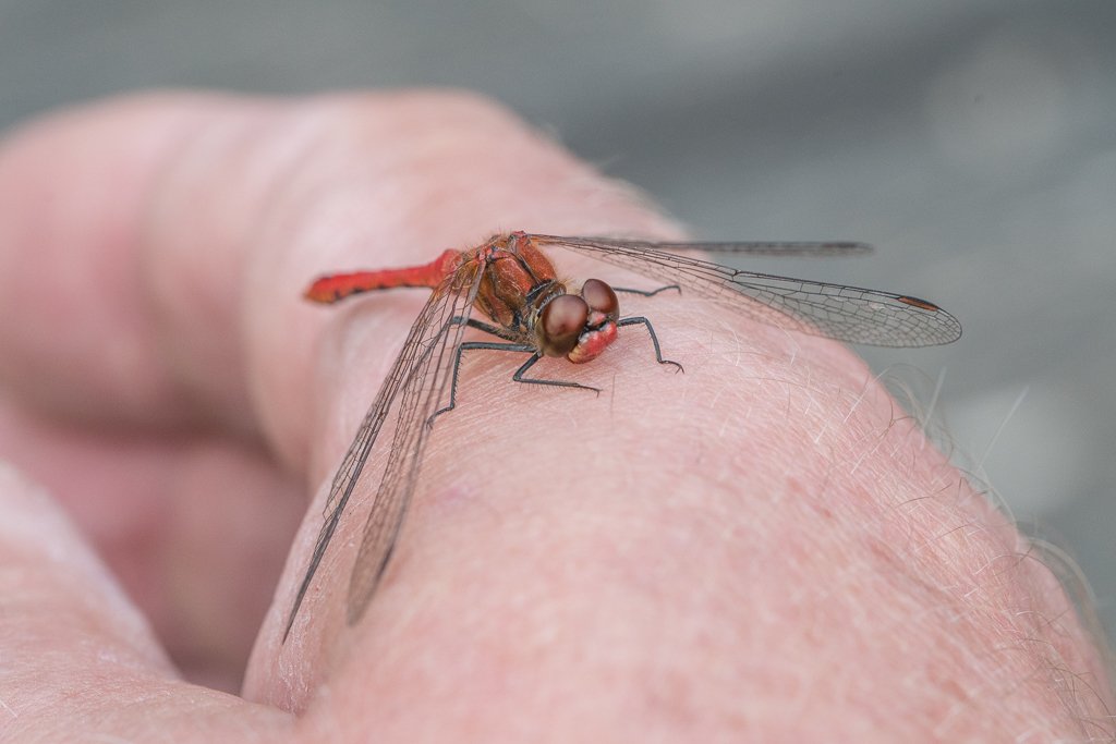 DSC_7206.jpg