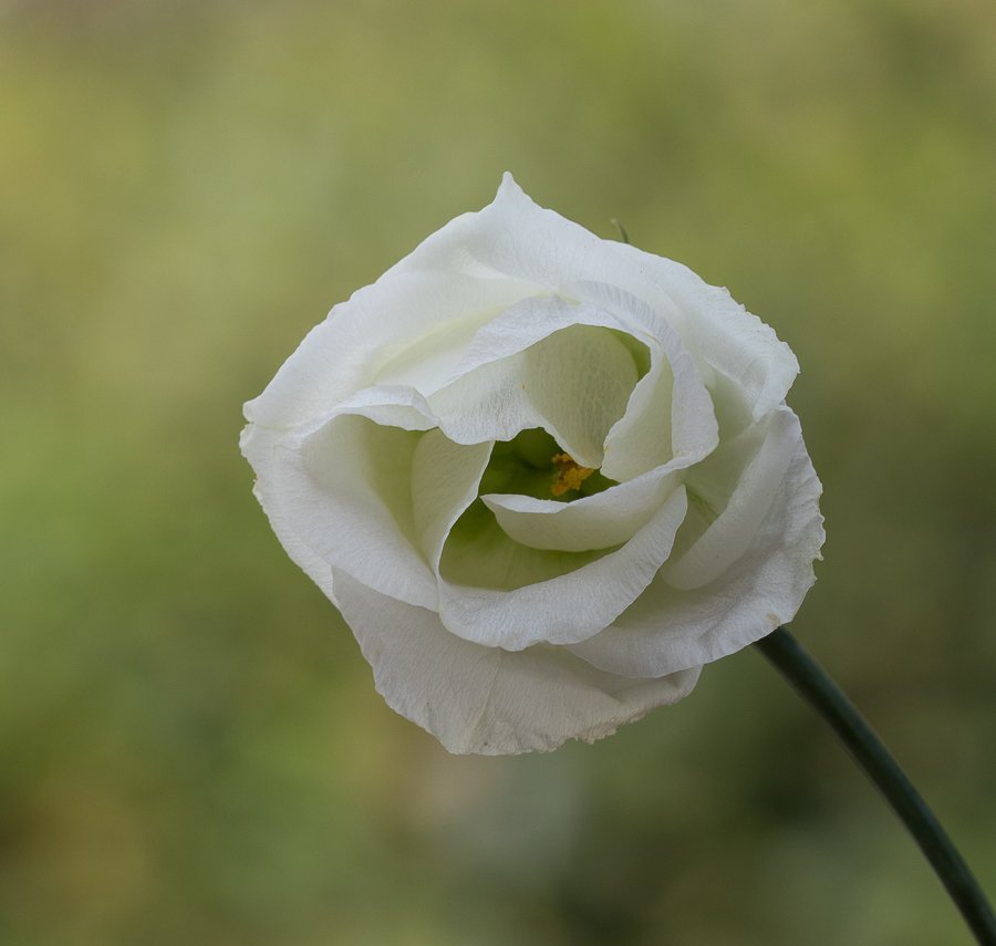 452A2568.jpg