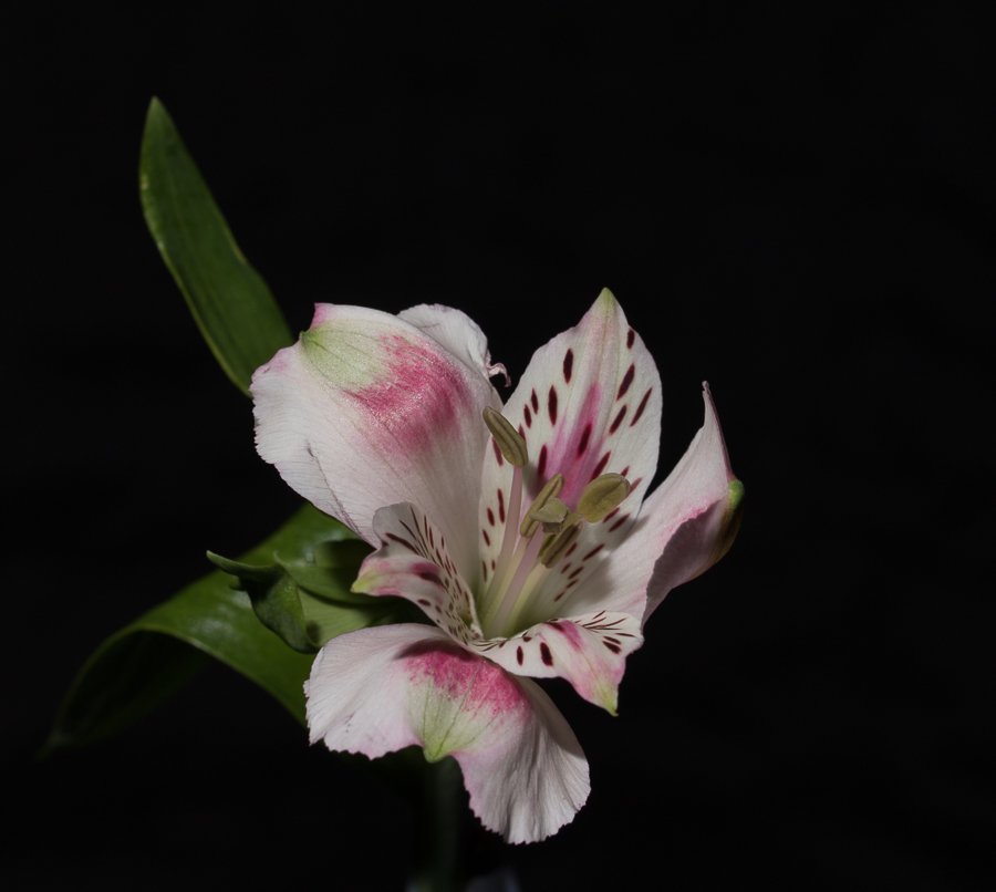 452A6788.jpg
