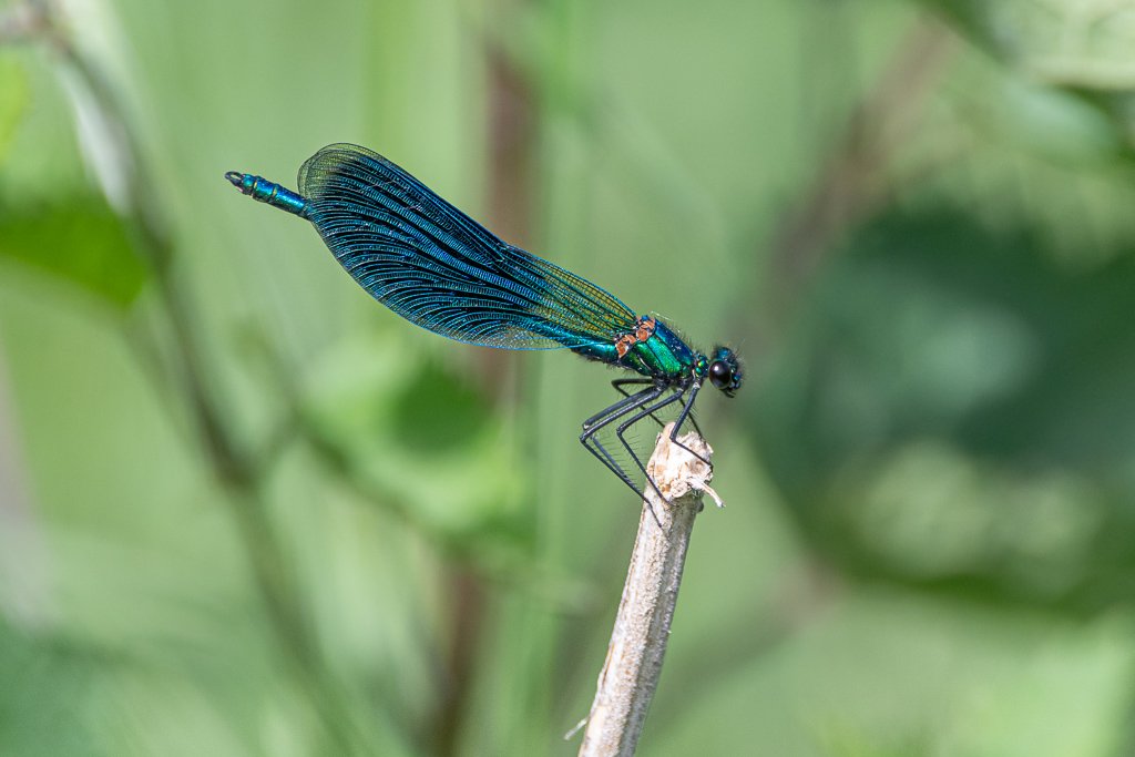 DSC_7077.jpg