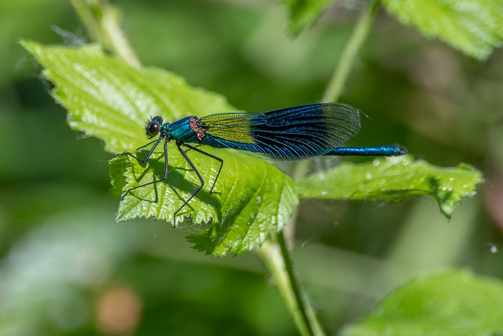 DSC_7153.jpg