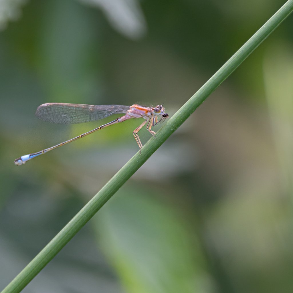 DSC_7343.jpg