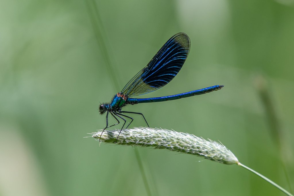 DSC_7422.jpg