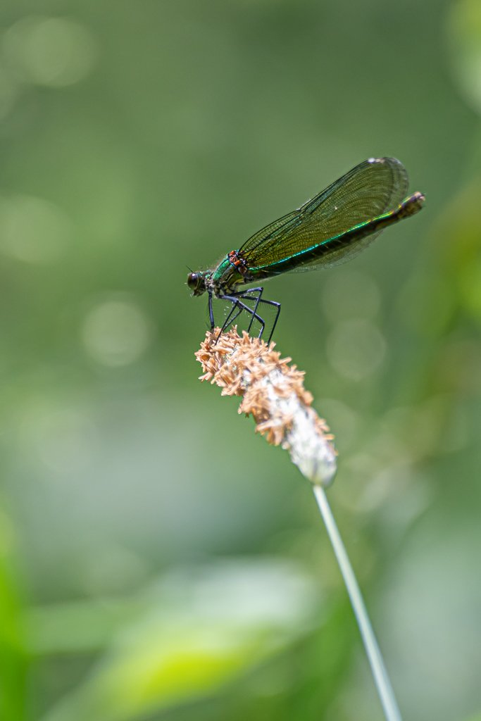 DSC_7440.jpg