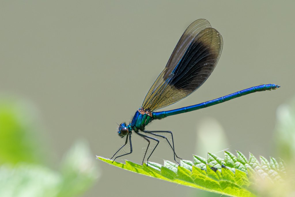 DSC_7476.jpg