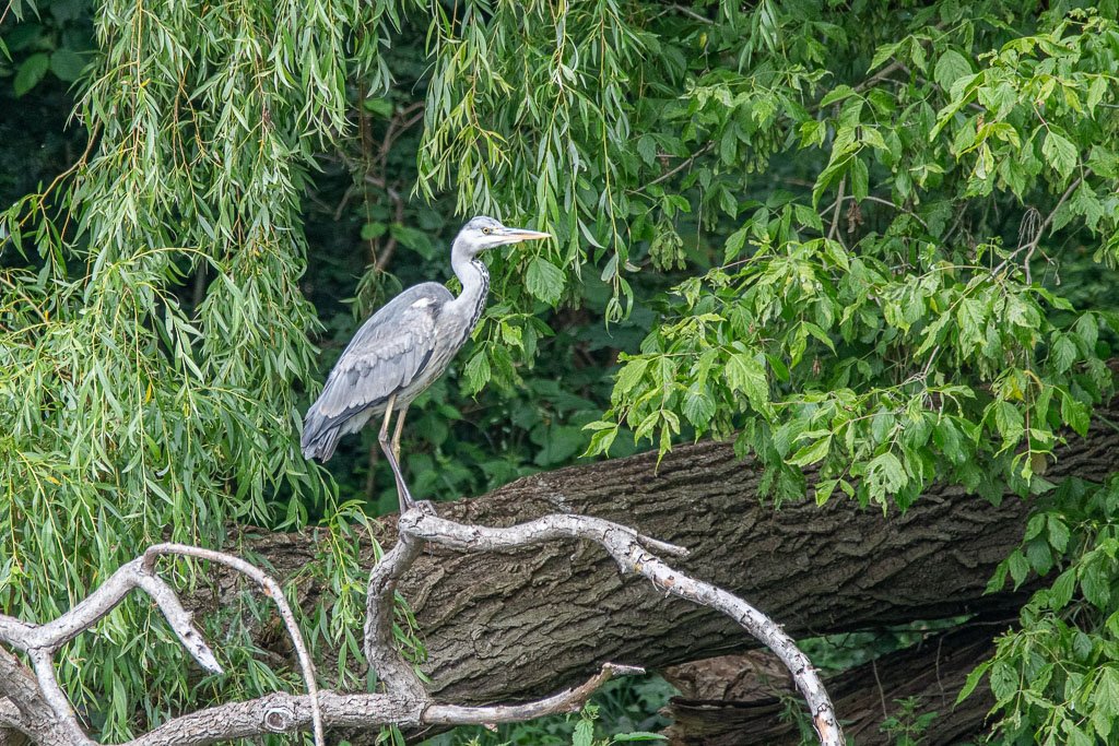 DSC_7000.jpg