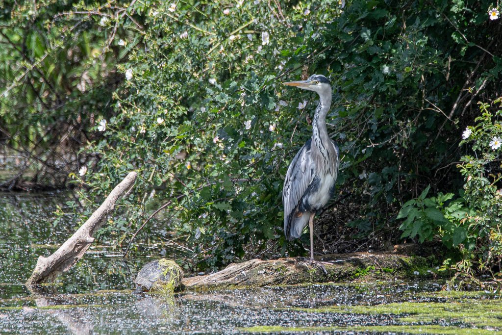 DSC_7358.jpg