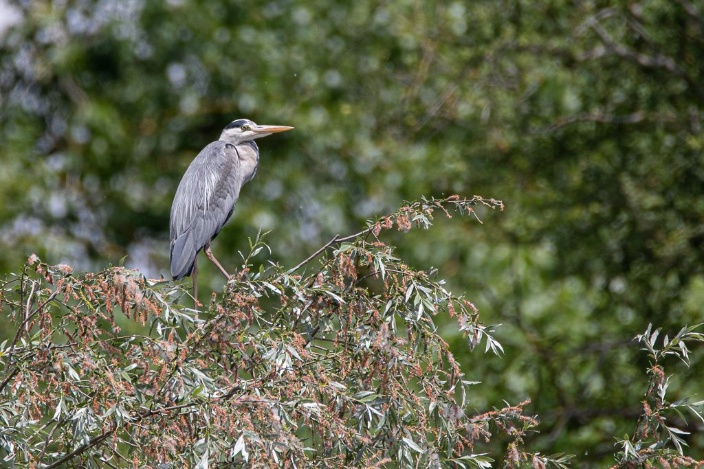DSC_7406.jpg