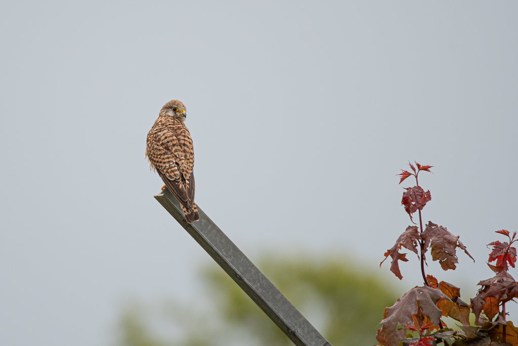 DSC_7561.jpg