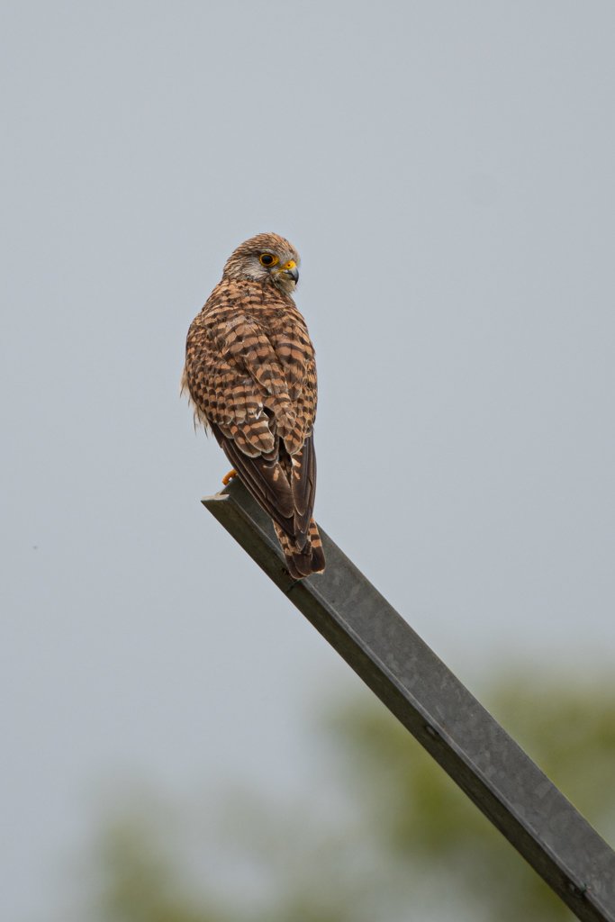 DSC_7565.jpg