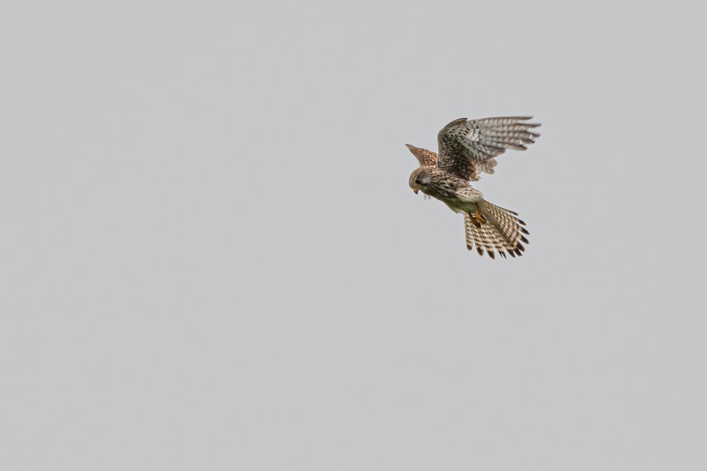 DSC_7571.jpg