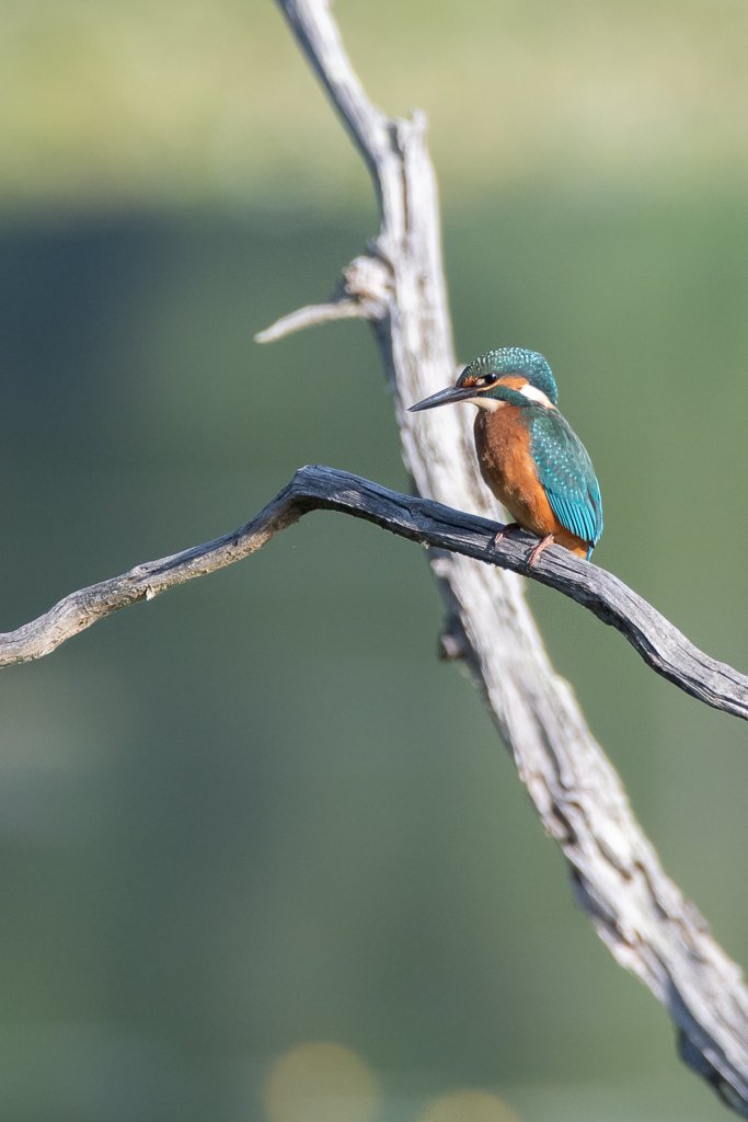 DSC_8288.jpg