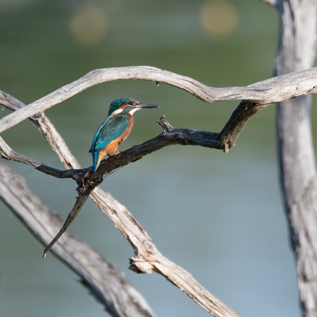 DSC_8305.jpg