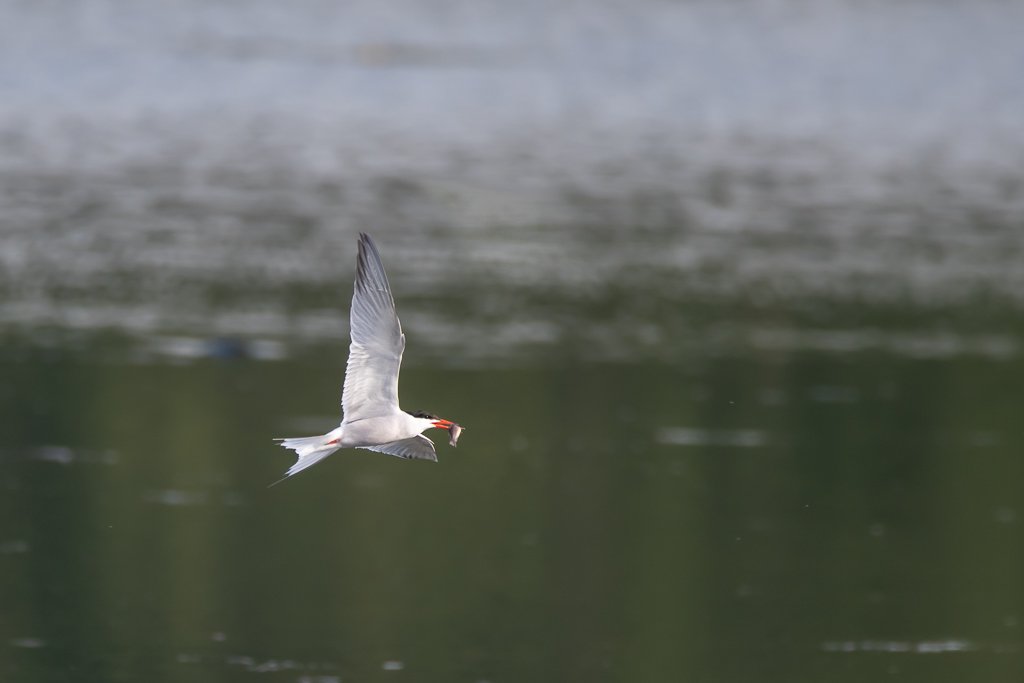 DSC_8334.jpg