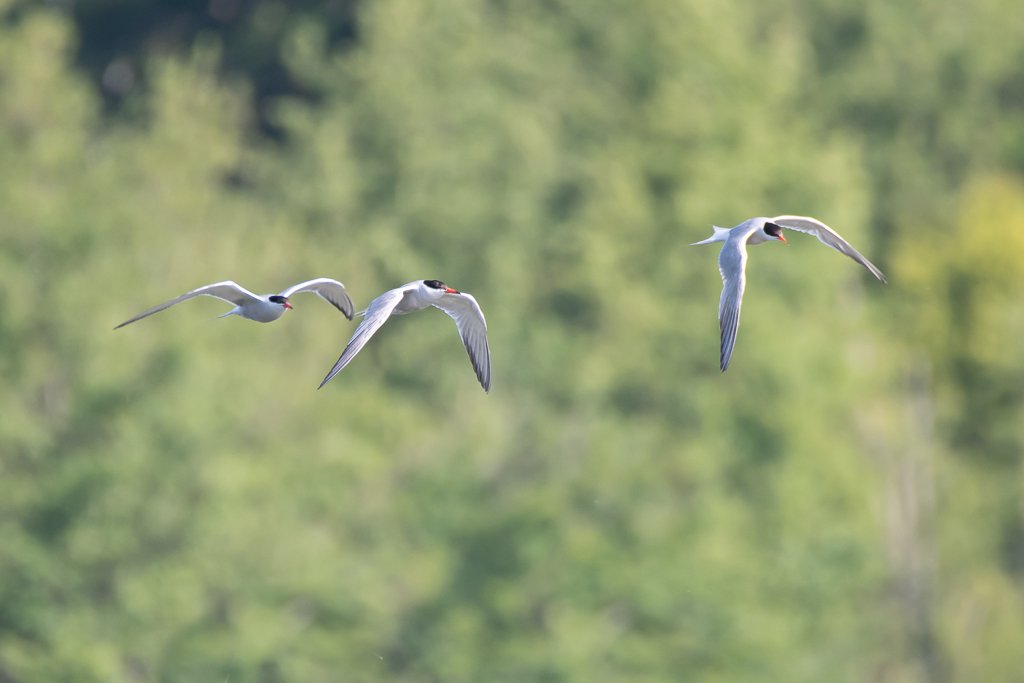 DSC_8408.jpg