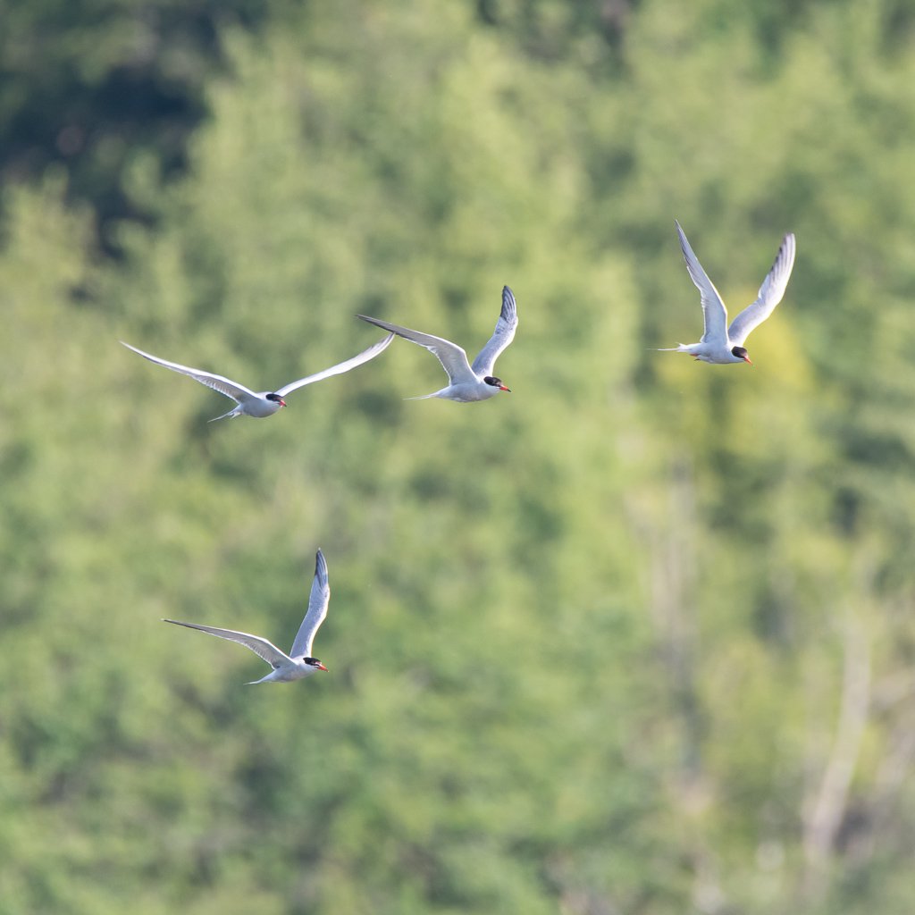 DSC_8409.jpg