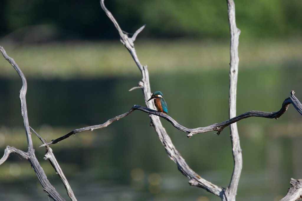 DSC_8290.jpg