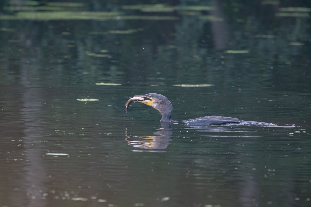 DSC_8707.jpg