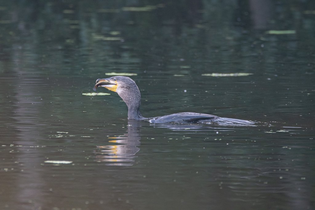 DSC_8711.jpg