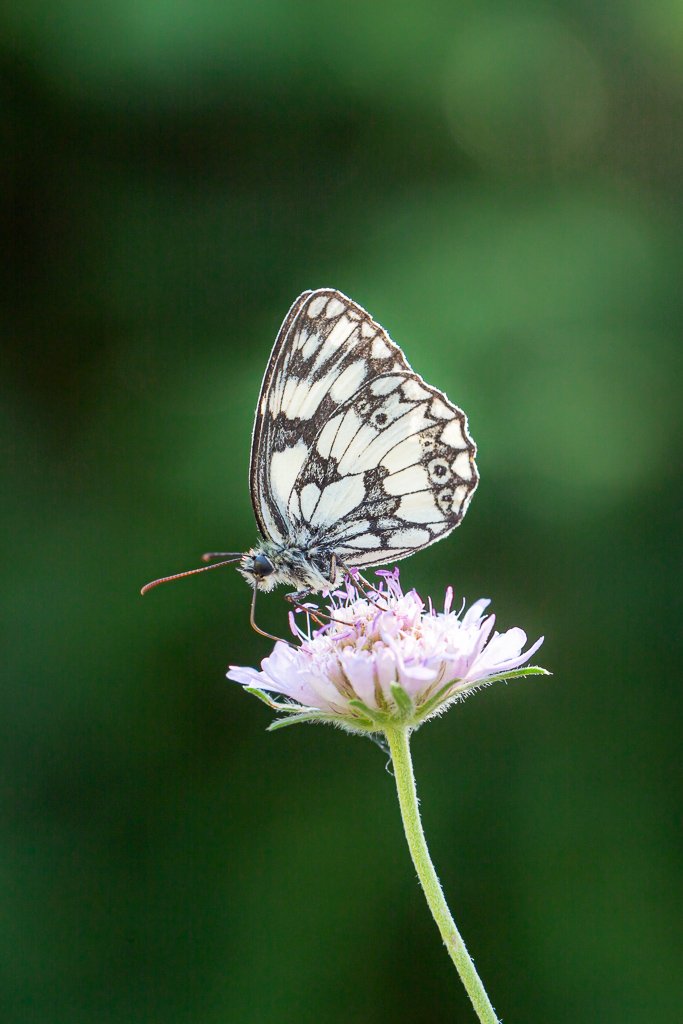 5D3_6128.jpg