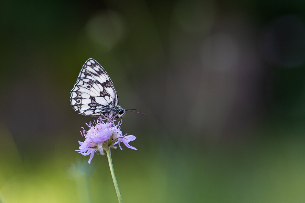5D3_6019.jpg