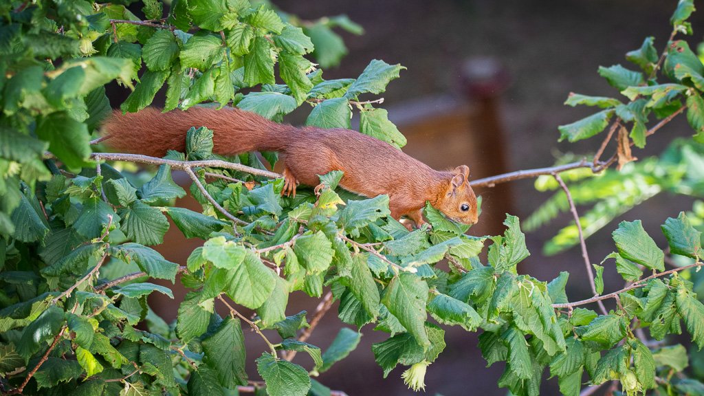 DSC_9517.jpg