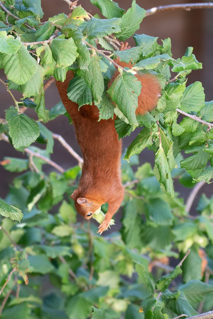 DSC_9542.jpg