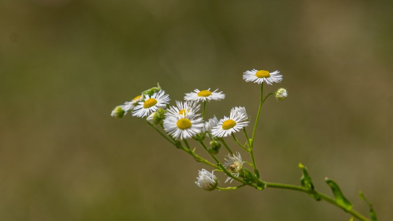 IMGP6308.jpg