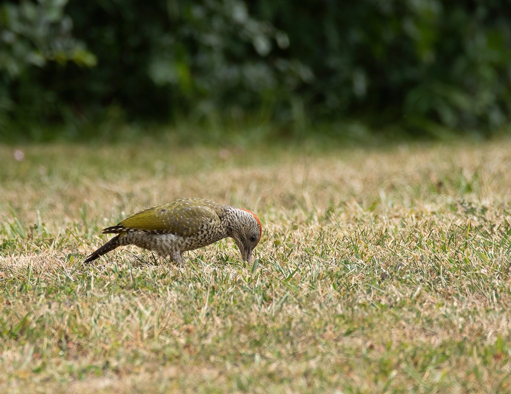 DSC_1763-sharpen-stabilize.jpg