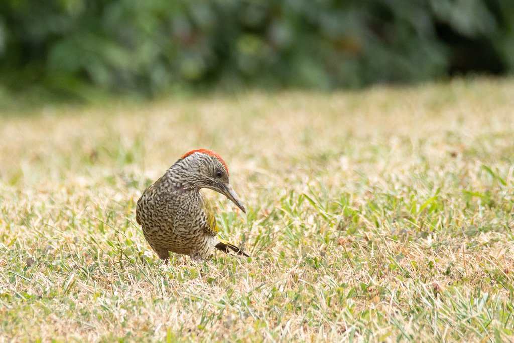 DSC_1768.jpg