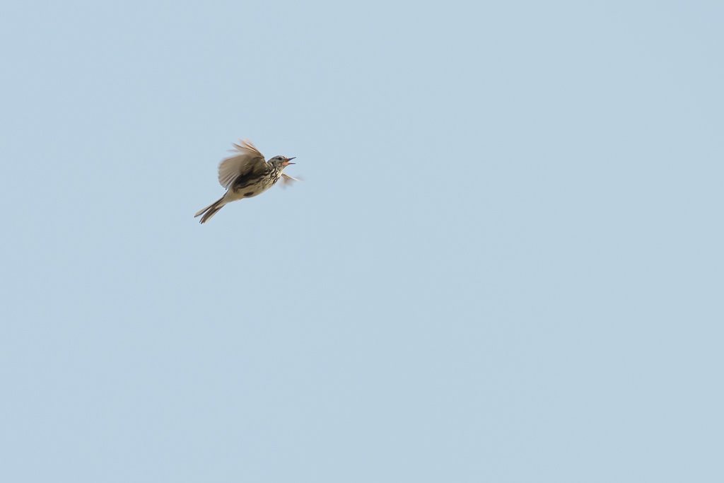 DSC_0505-sharpen-focus.jpg