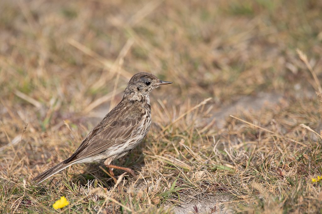DSC_1303.jpg