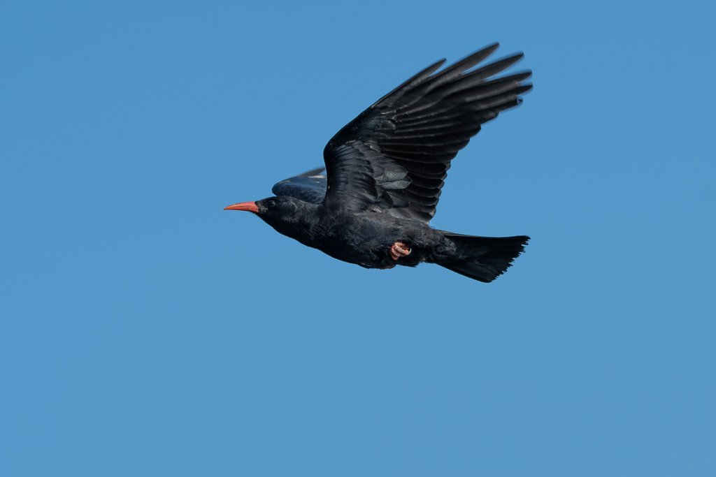 DSC_0667.jpg
