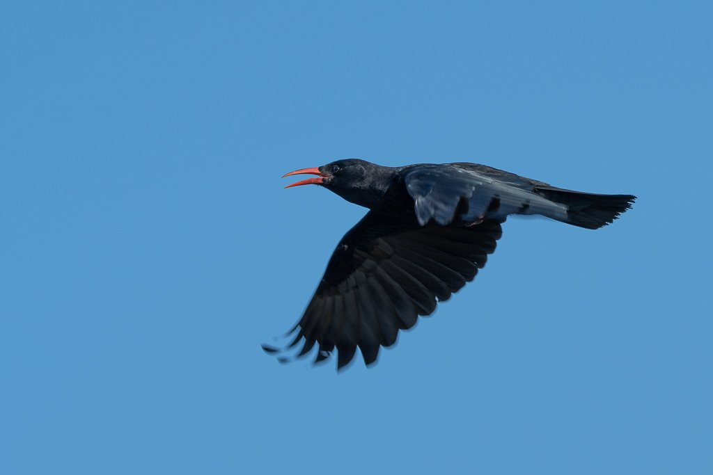DSC_0668.jpg